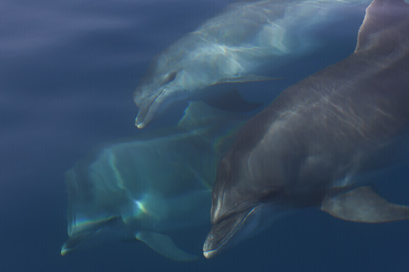 Dauphins communs - méditerranée 2022 et 2023