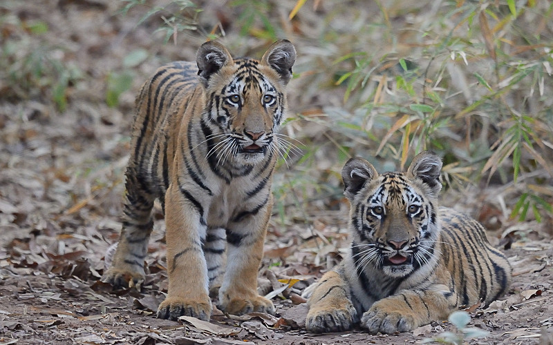  - Tadoba national park (India 2016)
