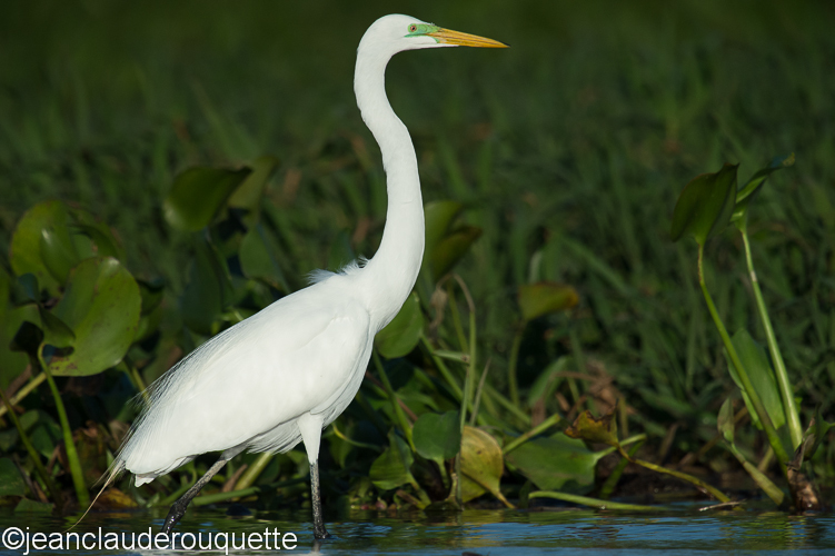Great egret - Pantanal Brazil 2015