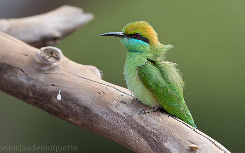 Green bee eater - Tadoba national park (India 2016)