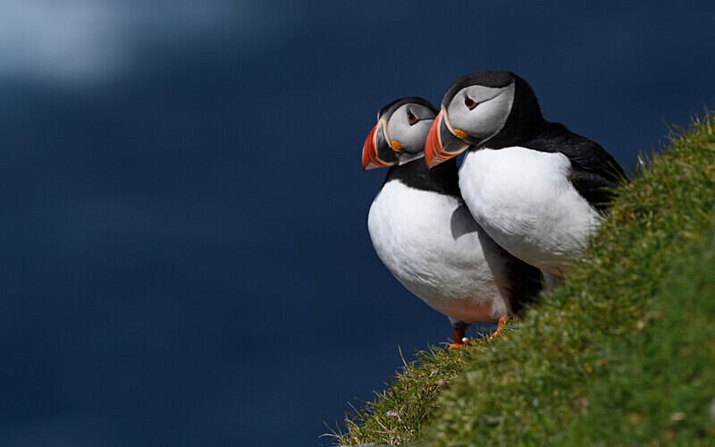 Herma Ness - Shetlands and Cairngorn national park (Scotland)