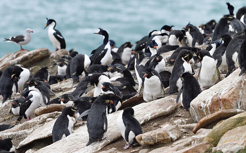 Gentoo and Imperial Cormorant colony - Ushuaïa Malvinas South Georgia Antartica Peninsula