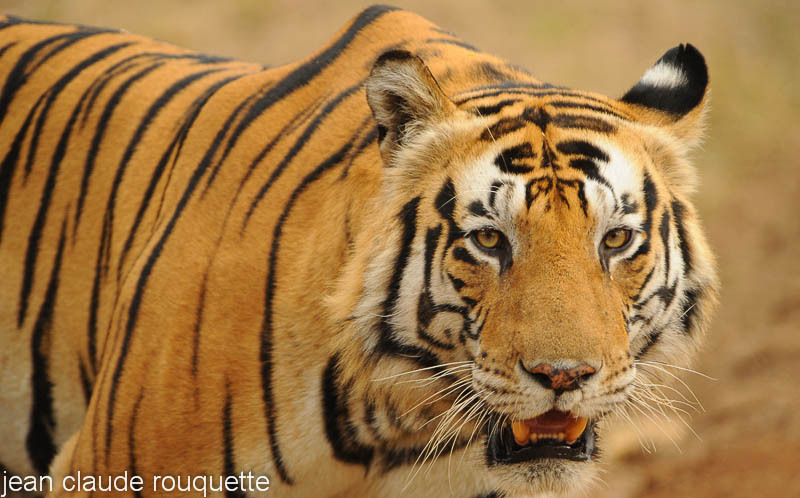 Big  tiger. - Kanha NP and Bandhavgarh (India 2010)