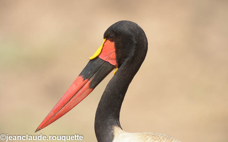 Saddle billed stork - South Luangwa N.P. Zambia 2013