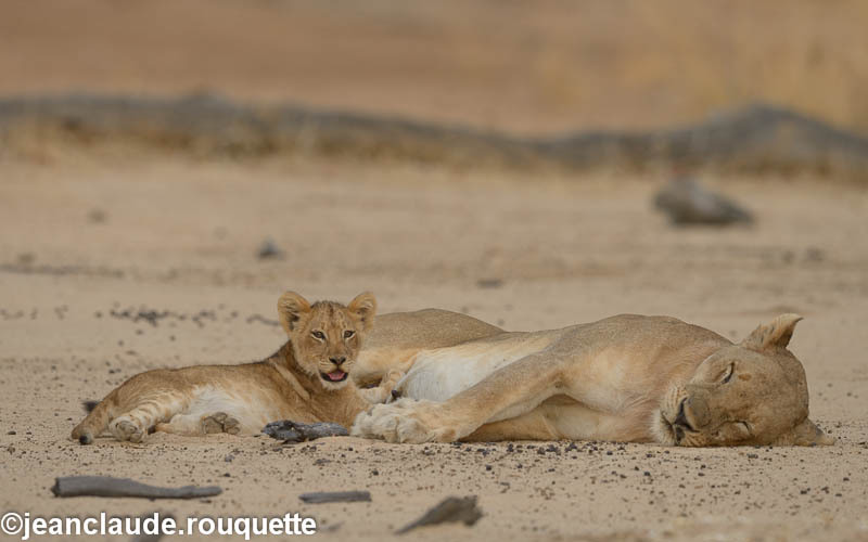  - South Luangwa 2014 (Zambia)