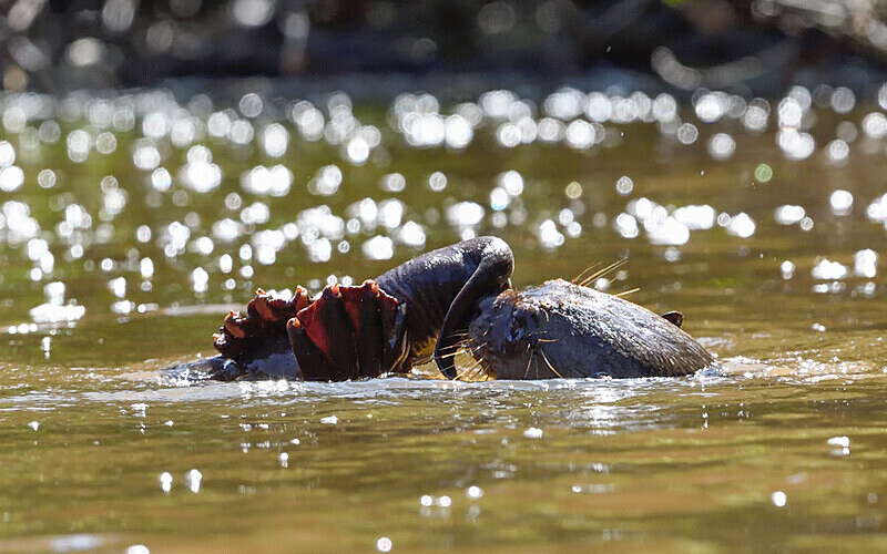 Giant Otter - Pacaya Samiria Pérou 2022