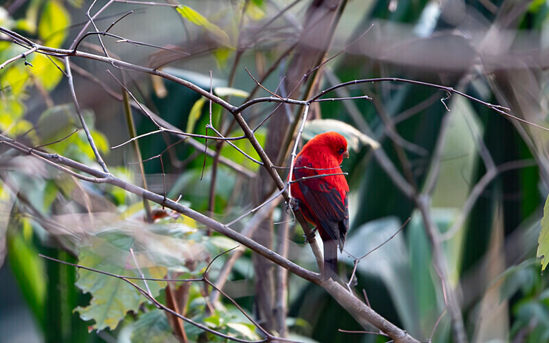Scarlet Finch - Latpanchar
