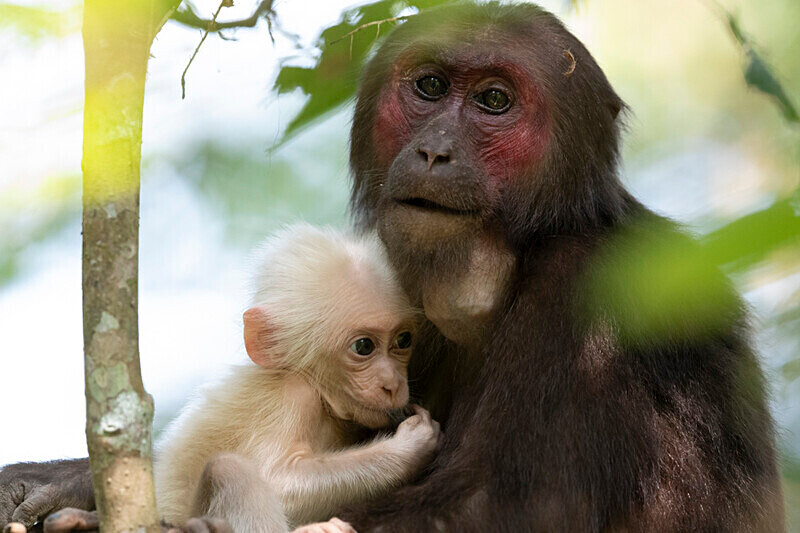 Mother and baby stump-tailed Macaques - Hollongapar wildlife sanctuary North East India 2025
