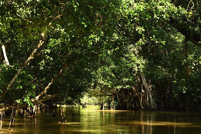 Manango river - Sabah avril 2024 Borneo Malaisie