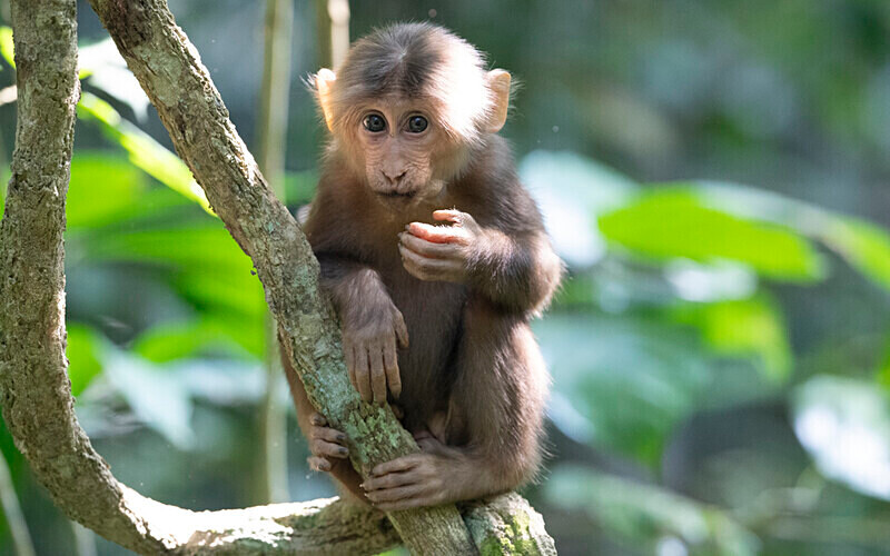 Young Stump-tailed Macaque - Hollongapar wildlife sanctuary North East India 2025