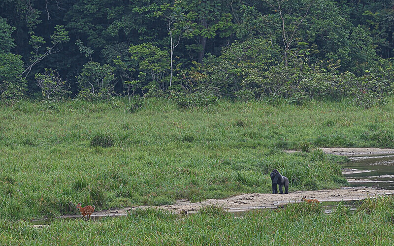 Gorilla and sitatunga - Ivindo national park (Gabon 2024)