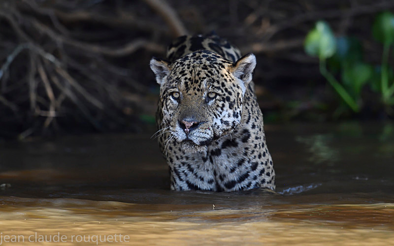  - Pantanal 2018 Porto Jofré