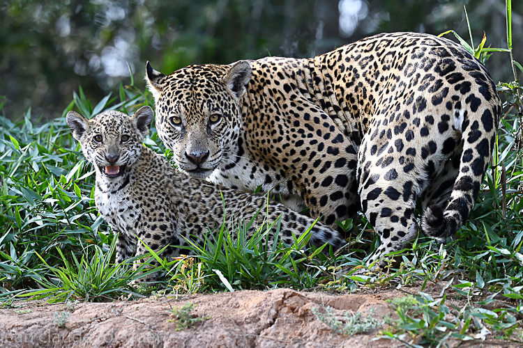  - Pantanal 2018 Porto Jofré