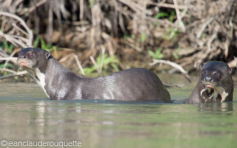 Giant otters - Pantanal Brazil 2015