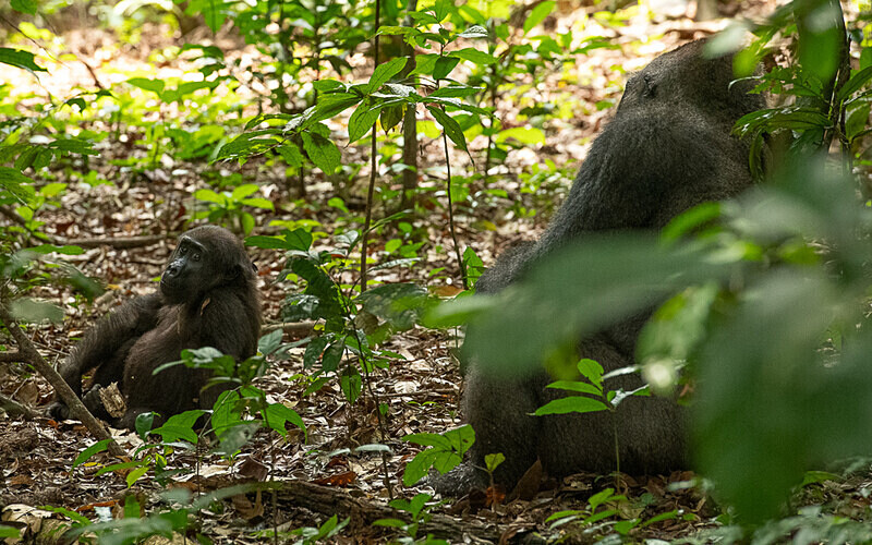  - Loango national park (Gabon 2024)