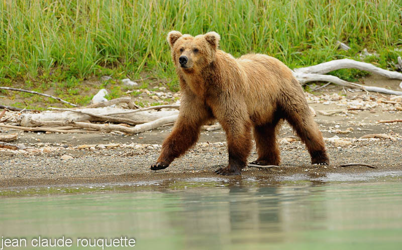 Grizzly bear on the shore of the lake at Margot creek - Katmaï National Park ( Alaska 2010)