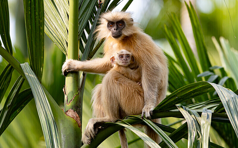 Golden Langur - Manas National Park North East India 2025