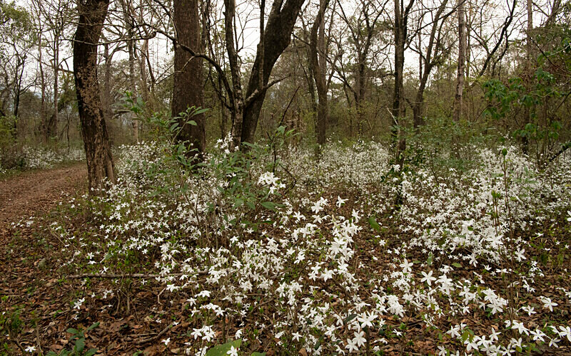 At spring wild jasmine - Manas National Park North East India 2025