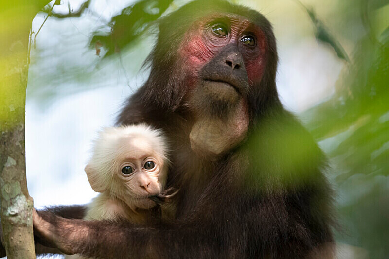 Mother and baby stump-tailed Macaques - Hollongapar wildlife sanctuary North East India 2025