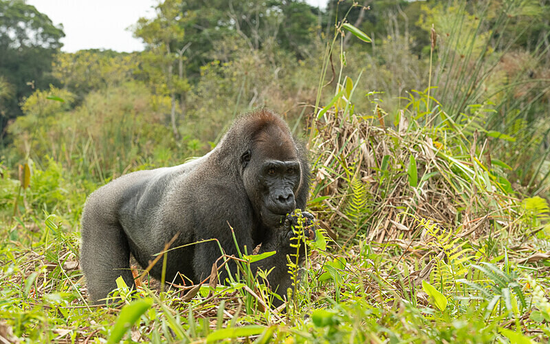 Silver back - Loango national park (Gabon 2024)