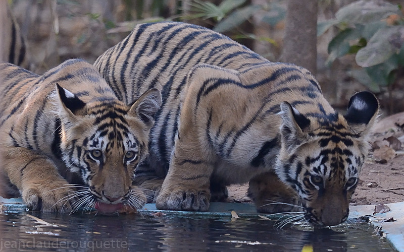Very young cubs in the buffer zone. - Tadoba national park (India 2016)