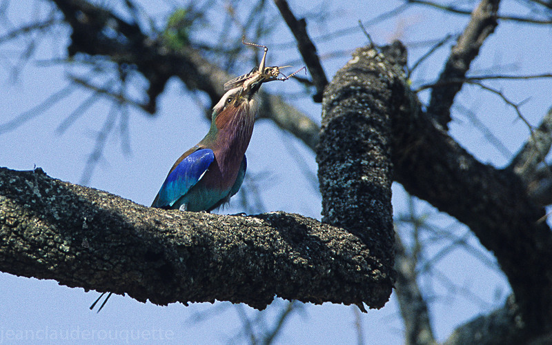 Lilac-breasted Roller swallows a grasshopper - Masai mara 2009 oloololo gate (Kenya 2009)