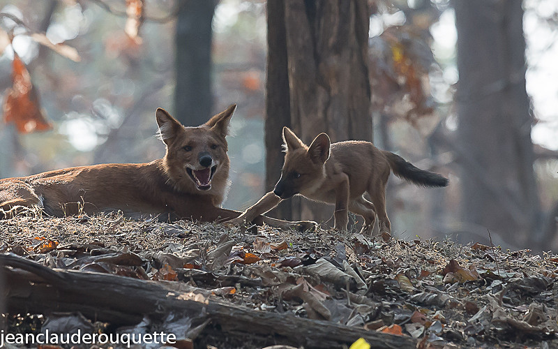 Dholes - Pench national park (India 2016)
