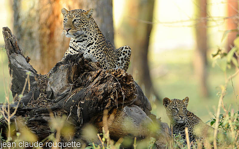 Mother and cub. - Lake nakuru national park ( Kenya 2009)