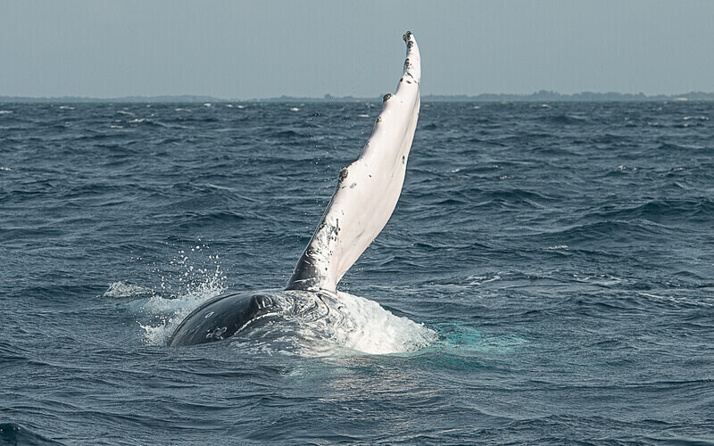 Humpback whale - Loango national park (Gabon 2024)