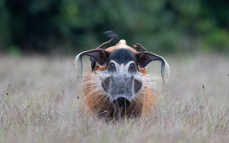 Red river hog - Loango national park (Gabon 2024)