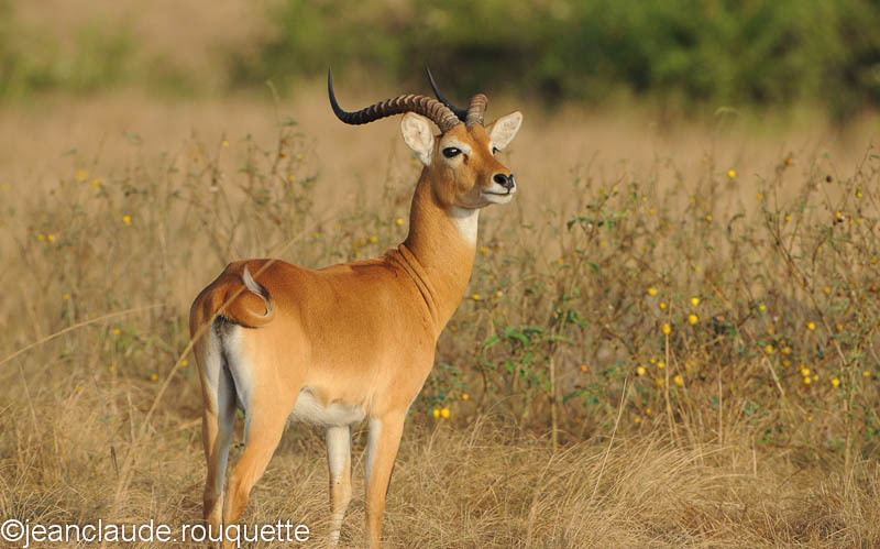 Male Uganda Kob - Queen Elisabeth N.P. Uganda 2012