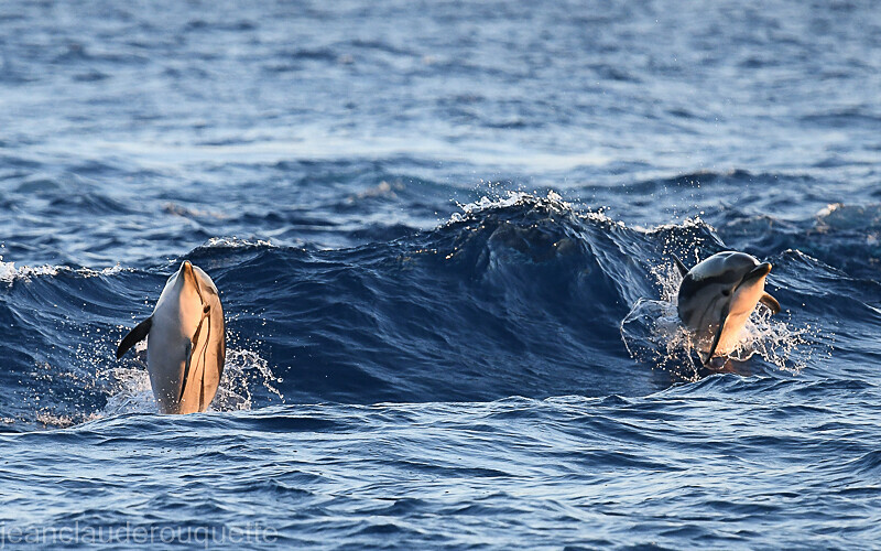 Dauphins bleu et blanc - Méditerranée/ Mediterranean