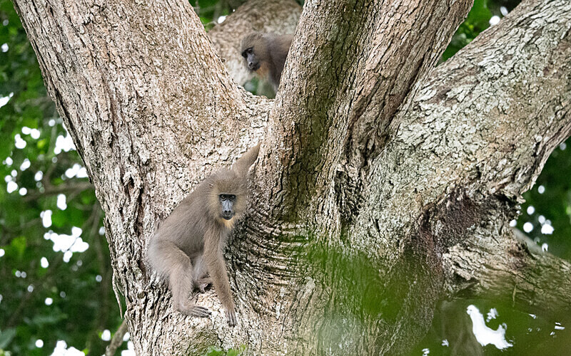 Young mandrill - Parc national de La Lope (Gabon 2024)