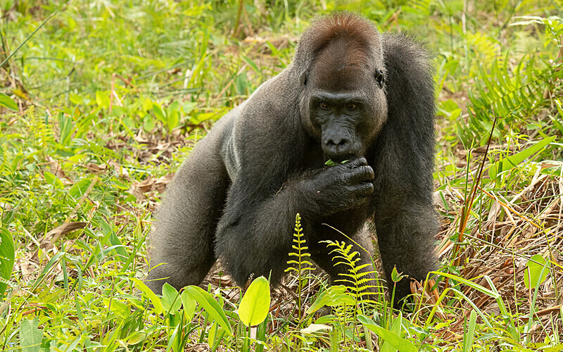 Silver back - Loango national park (Gabon 2024)
