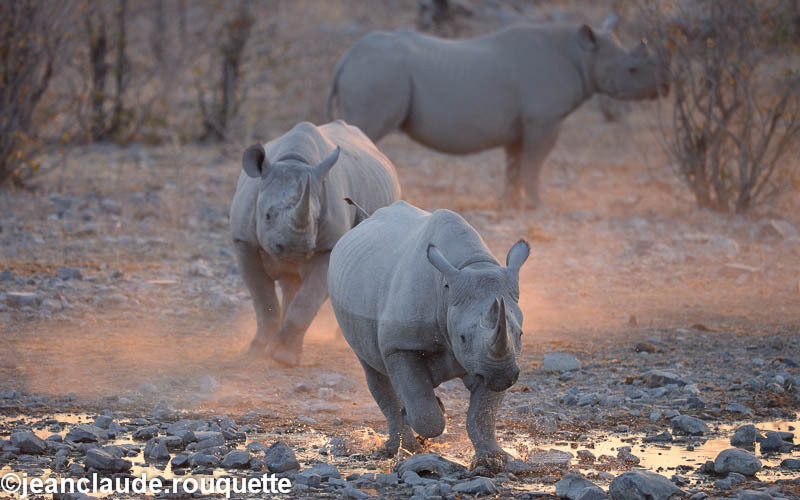  - Etosha N.P.(Namibia 2013)