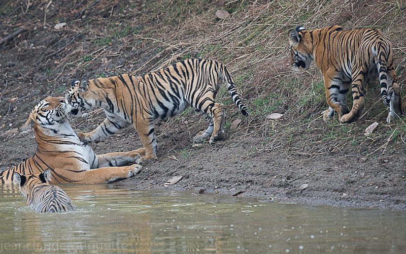  - Tadoba national park (India 2016)