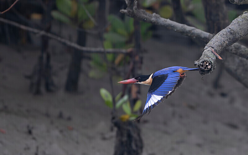 Black-capped Kingfisher - Sundarban National Park North East India February 2025