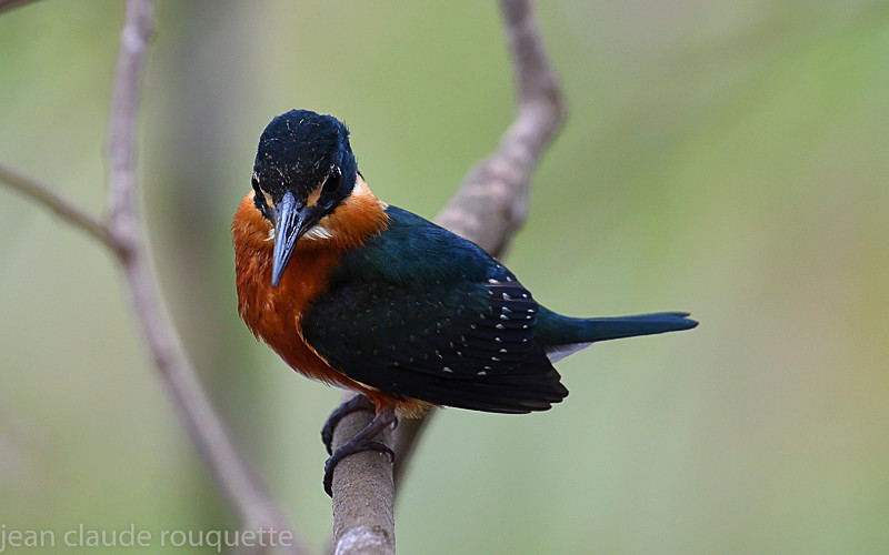 Green and Rufous Kingfisher - Pantanal 2018 Porto Jofré
