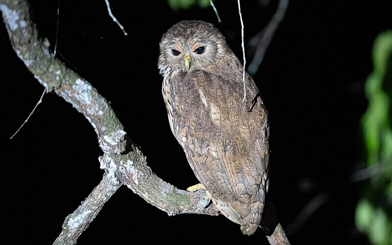 Pel's fishing owl - Loango national park (Gabon 2024)