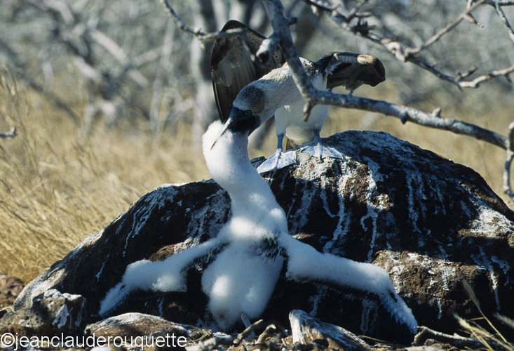 Blue-footed Booby feeding his chick (North Seymour) - The Galapagos islands, Ecuador 2008