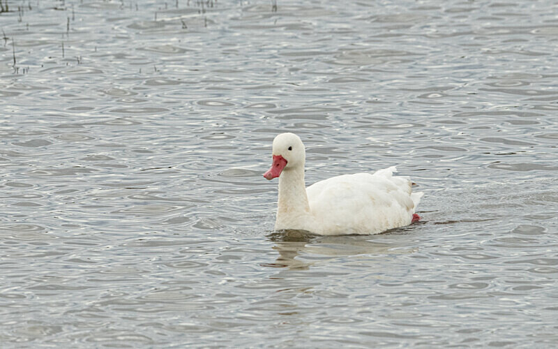 Coscoroba Swan - Patagonie Chilienne: Magellan Channel and Torres del Paine N.P.