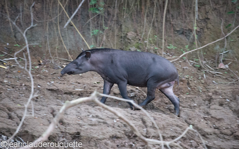 Tapir - Manu national park (Peru 2015)