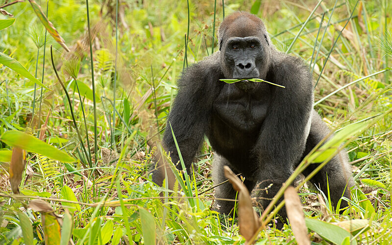 Silver back - Loango national park (Gabon 2024)