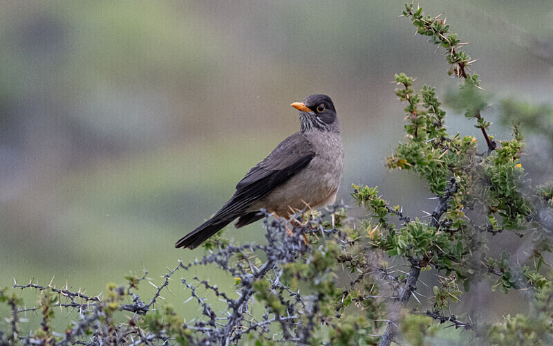 Austral Thrush - Patagonie Chilienne: Magellan Channel and Torres del Paine N.P.