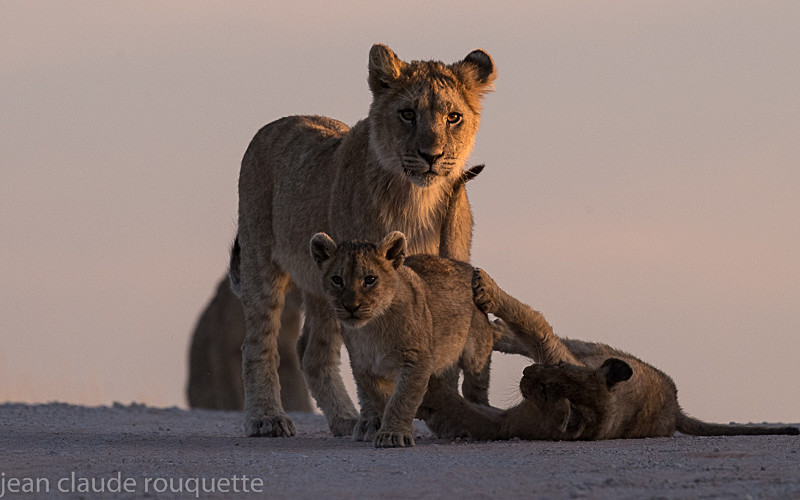  - Kgalagadi transfrontier park (2017)