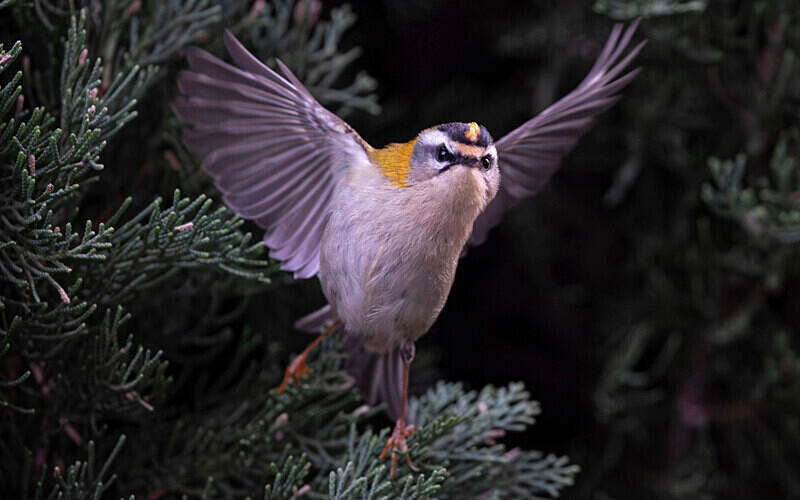  - Roitelet triplebandeau