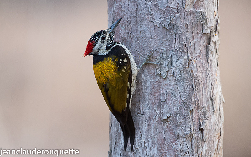 Black-rumped Flameback or Lesser Goldenback - Pench national park (India 2016)