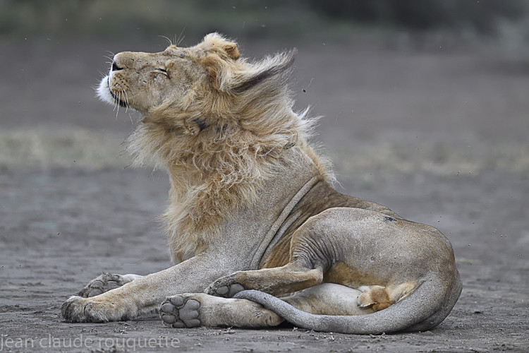  - Serengeti N.P. and N'Gorongoro Tanzania 2018