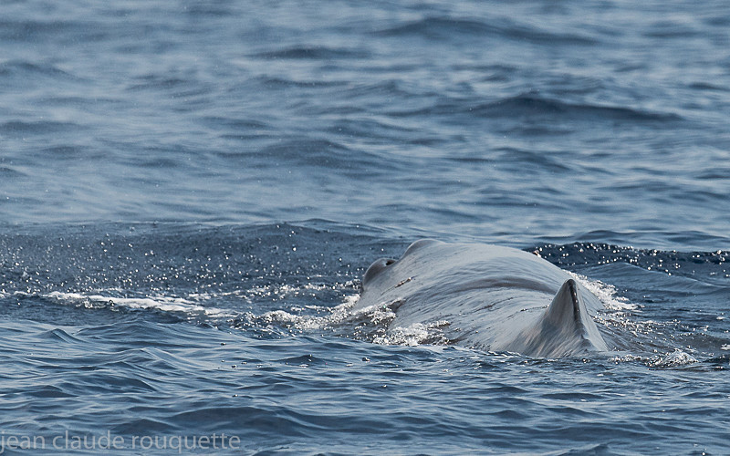  - Méditerranée/ Mediterranean
