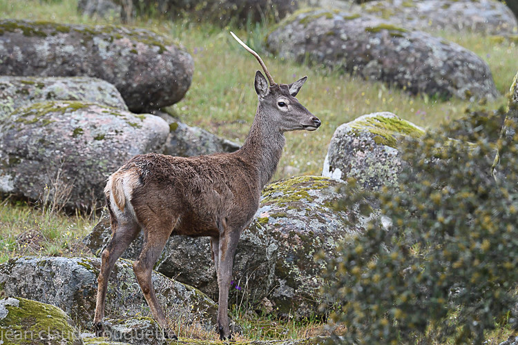  - Sierra de Andujar Andalucia (avril 2019)
